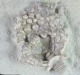 Eretmocrinus Crinoid Fossil - Crawfordsville, Indiana #78290-1